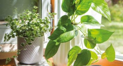 3 plantas ideales para tu hogar