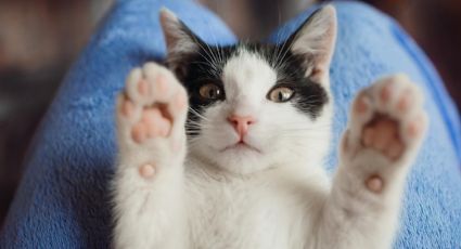 5 claves que te permitirán saber si tus gatos son felices