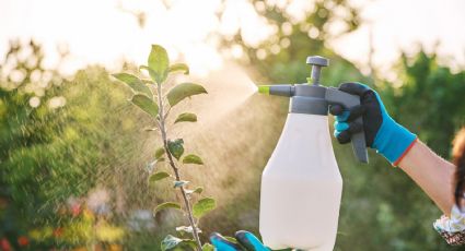 El inesperado remedio casero para revivir tus plantas