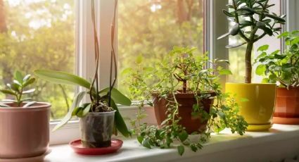 Dile adiós al calor en tu casa con estas plantas