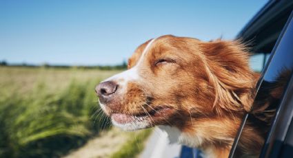 5 consejos que debes conocer para mejorar el comportamiento de tus perros