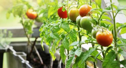 Cómo cultivar tus propias verduras en casa