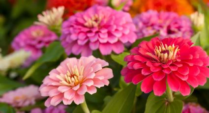 7 flores ideales para decorar tu jardín en este verano