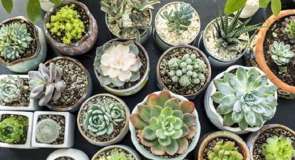 Cactus y suculentas: los tips definitivos para cuidar de tus plantas