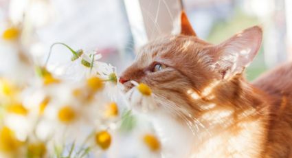 Las plantas más peligrosas para tus gatos