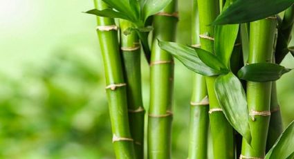 Los beneficios de incorporar al bambú a tu dieta