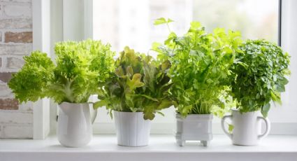 Las mejores plantas para aromatizar tu hogar