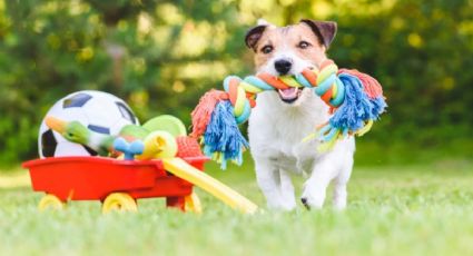 Actividades para mantener a tu mascota activa y feliz