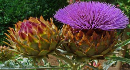 Conoce los vegetales que nacen entre flores