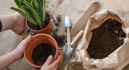 El secreto para mantener a las hormigas alejadas de tus plantas