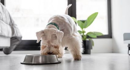 Por qué tu mascota debe comer comida fresca