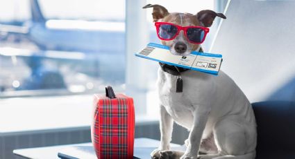 Los mejores consejos para viajar con mascotas