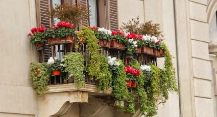 Las mejores plantas para tener en tu balcón