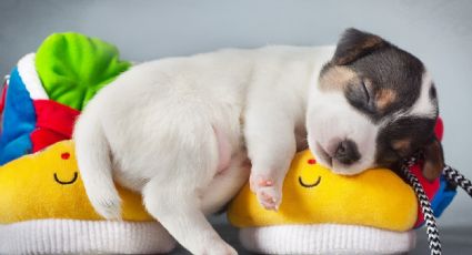 ¿Tu perro duerme demasiado? 5 posibles motivos por los que eso sucede