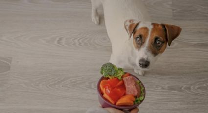 Por qué es mejor darle a tu perro o gato una alimentación B.A.R.F.