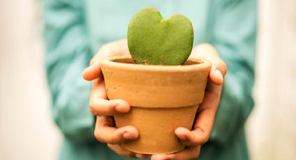 Consigue pareja con ayuda de estas plantas