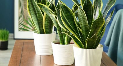 Todo lo que debes saber sobre la planta Sansevieria, una de las más recomendadas para el hogar