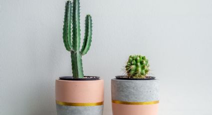 Cómo regar bien tus cactus para que vivan más