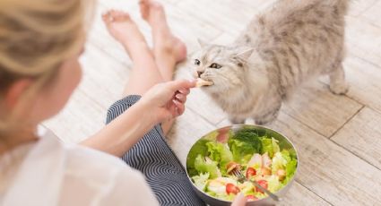 Alimentación natural para gatos: ¿Es realmente mejor?