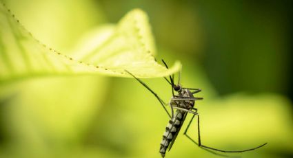 El remedio japonés para los mosquitos que te ayudará a dormir en el verano