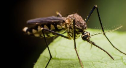 Protege tu hogar: las plantas que actúan como repelentes de insectos