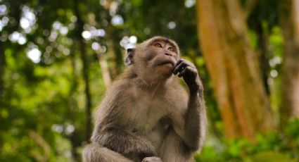 Uno por uno: los animales más inteligentes del mundo