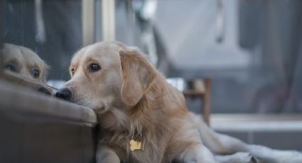 La depresión también puede afectar a tu perro