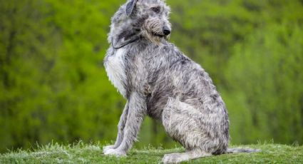 Esta es la desconocida raza del perro más gigante del mundo