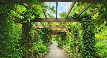 Un jardín con estilo: la planta trepadora que llena de aroma y belleza tus muros