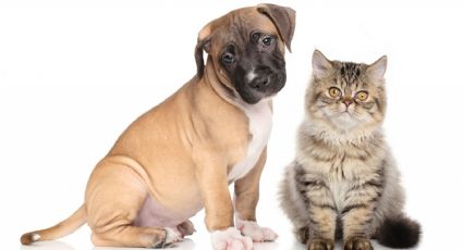 ¿Gato o perro?: la IA define cuál es la mascota ideal