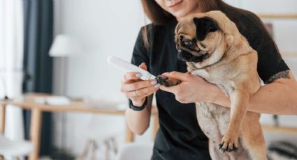 Cortarle las uñas a tu perro: todo lo que debes saber antes de hacerlo