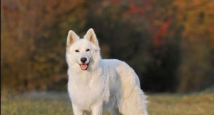 Si tu perro es de alguna de estas razas, ¡no le cortes el pelo!