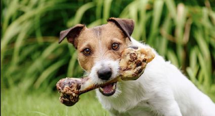 Alimentos tóxicos que tu perro no debe comer jamás