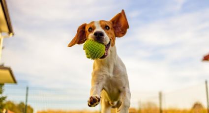 Señales que confirman que tu mascota es feliz