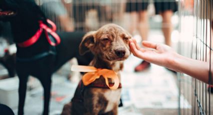 Todo lo que tienes que saber a la hora de adoptar una mascota