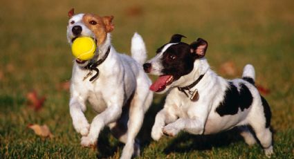 Los mejores consejos para entrenar a tus perros, según los especialistas