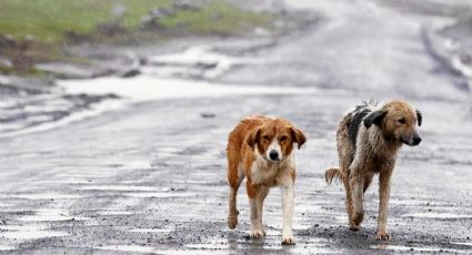 El paso a paso que debes seguir si encuentras a un animal abandonado